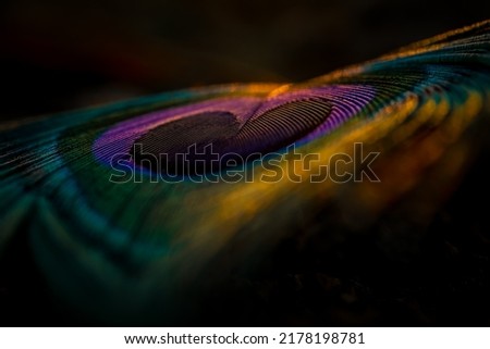 India, 8 March, 2021 : Peacock feather, Peafowl feather, Bird feather, feather, Background, Wallpaper, Macro photography, Closeup. Royalty-Free Stock Photo #2178198781