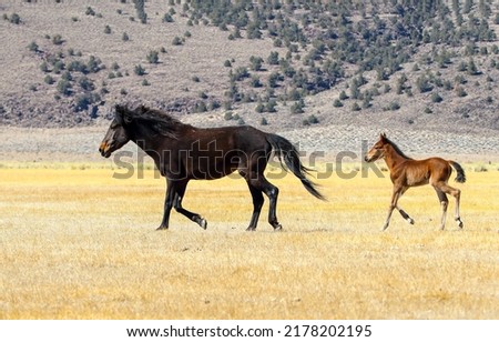 Mare and foal on pasture. Horses in nature. Mare and foal running together. Mare and foal Royalty-Free Stock Photo #2178202195