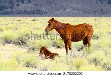 Mare and foal resting in the field. Beautiful mare and cute foal. Horse family portrait. Mare and foal Royalty-Free Stock Photo #2178202203