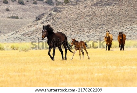 Mare and foal running together. Mare and foal with horse herd. Horse herd with mare and foal. Mare and foal Royalty-Free Stock Photo #2178202209