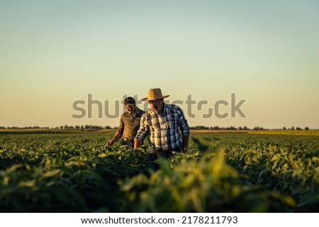 Two farmers in a field examining soy crop at sunset. Royalty-Free Stock Photo #2178211793