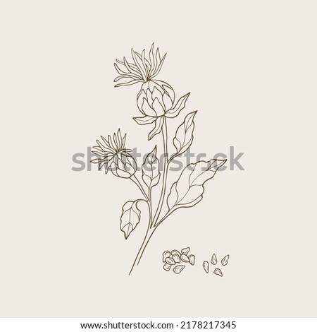 Hand drawn safflower plant illustration Royalty-Free Stock Photo #2178217345
