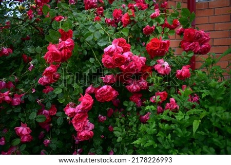 View of the bush of a red climbing rose near the house after the rain Royalty-Free Stock Photo #2178226993