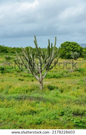 Brazilian caatinga biome in the rainy season, highlighting the Mandacaru cactus in Boa Vista, Paraíba, Brazil. Royalty-Free Stock Photo #2178228603