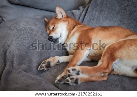 Japanese shiba inu dog sleeps on the bed. Portrait of a beautiful cute red dog