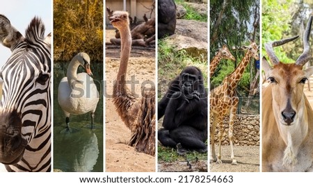 Collage with many different wild animals Royalty-Free Stock Photo #2178254663