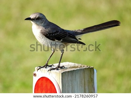         Northern Mocking Bird at Shelter Cove in Hilton Head               