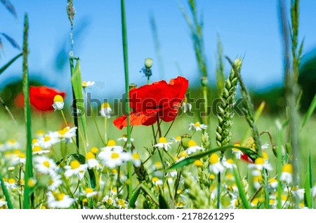 Field of poppies and chamomile.