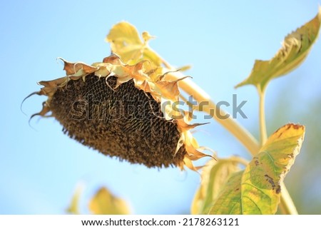 Ukrainian sunflower against a peaceful sky