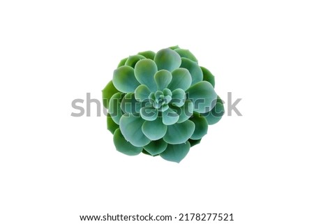Cactus on a white background, view from above.