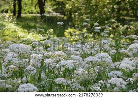 white flowering umbels of celery plants, possibly Anthriscus sylvestris (cow parsley, wild chervil, wild beaked parsley, Queen Anne's lace or keck, mother-die) on a sunny summer day in a park Royalty-Free Stock Photo #2178278339