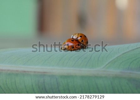 form of mating ladybug activity