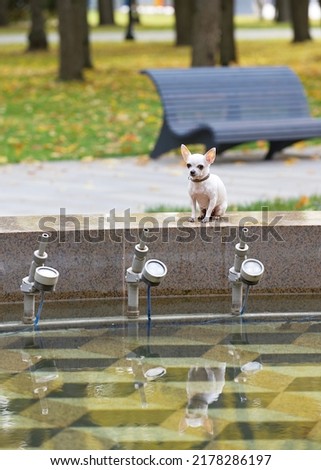 A cute small purebred white chihuahua dog with smile on its muzzle rests and posing in the park by the big stone fountain next to the grey surface of the water. A view of the bench as a background.