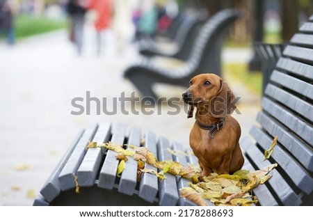 A red hunting dog of the dachshund breed sits alone on a wooden bench in the park while walking on a summer day. A small dog is resting and looks straight to the camera posing attentively. 