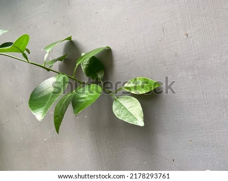 In one stalk has ten lime leaves stretching to the gray wall