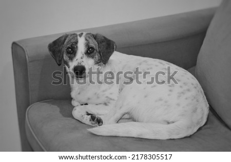 small dog lying on sofa