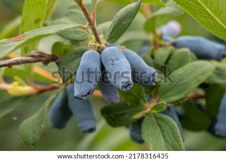 Fresh, juicy honeysuckle berries are very healthy. A berry bush with green leaves. Royalty-Free Stock Photo #2178316435