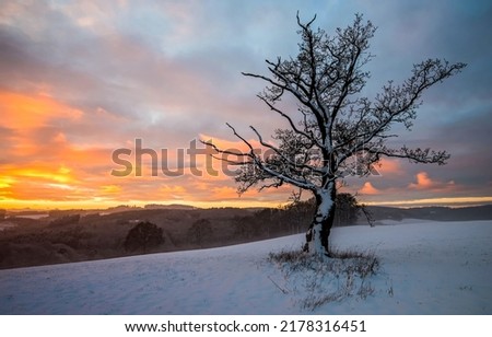 A tree on the background of a winter dawn. Winter dawn landscape. Beautiful sunrise in winter. Winter sunrise view Royalty-Free Stock Photo #2178316451