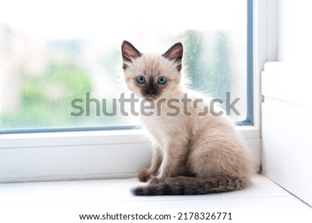 A small Siamese kitten sits in a room on the windowsill and looks into the camera. High quality photo
