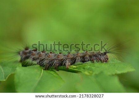 Gypsy moth or spongy moth ( Lymantria dispar ) caterpillar eating leaf of European blueberry. Macro. Selective focus.  Royalty-Free Stock Photo #2178328027