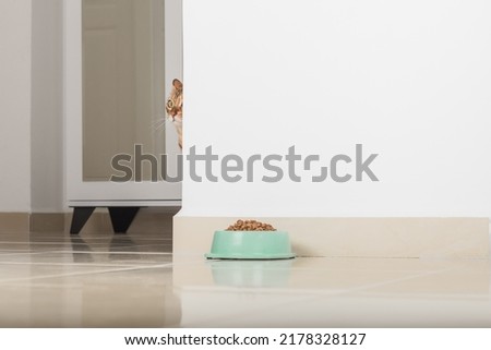 Bengal cat peeks around the corner, looks at a bowl of food, against the background of the room. Copy space.