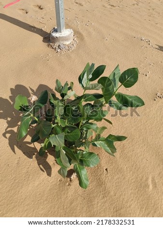 Green trees and plant found in Rajasthan , India