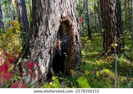 big old pine tree with hole at the base of the trunk. burnt tree trunk inside after being hit by lightning. Royalty-Free Stock Photo #2178336151