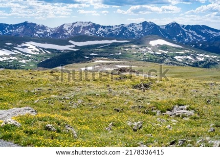 Alpine flower in bloom during the short summer at Rocky Mountain National Park Royalty-Free Stock Photo #2178336415