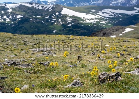 Alpine flower in bloom during the short summer at Rocky Mountain National Park Royalty-Free Stock Photo #2178336429