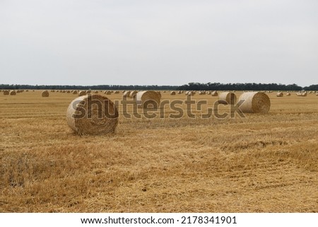 Round straw briquettes in a wheat field