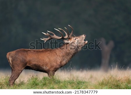Close up of a red deer stag calling during rutting season in autumn, UK. Royalty-Free Stock Photo #2178347779