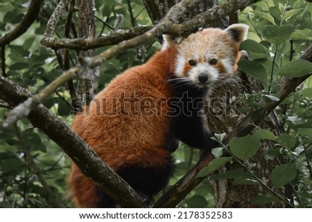 red panda in Scottish highland wildlife park