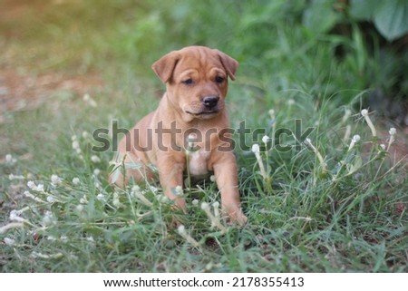 Brown puppy on blurry meadow background.