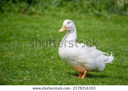 Large white heavy duck also known as America Pekin, Long Island Duck, Pekin Duck, Aylesbury Duck, Anas platyrhynchos domesticus Royalty-Free Stock Photo #2178356103