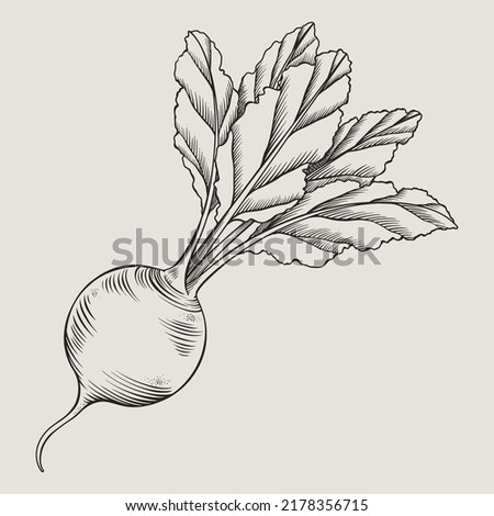 Hand drawn full beetroot with leaves. Vector illustration. Vegetable in graphic style. Isolated beet. Vegetarian product. A product on the agricultural market. Royalty-Free Stock Photo #2178356715