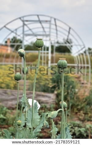 Poppy with green heads grows in the garden. Sleeping poppy. Against the backdrop of a greenhouse.