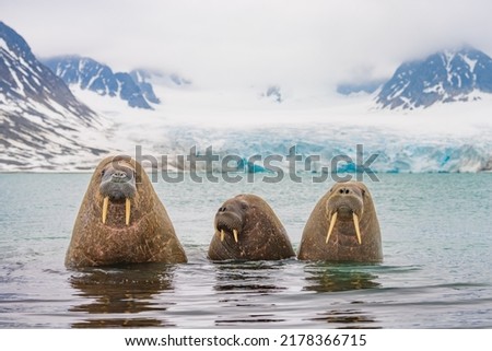 Walruses are coming ashore to rest.
