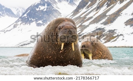 Walruses are coming ashore to rest.