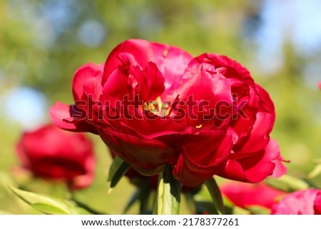 Close-up of red peony bush (lat. Paeonia Scarlet Tanager)  with selective focus on a blurry red-green garden background