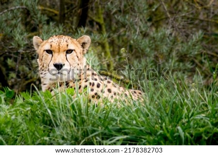 A cheetah lying in wait for its prey in the tall grass.