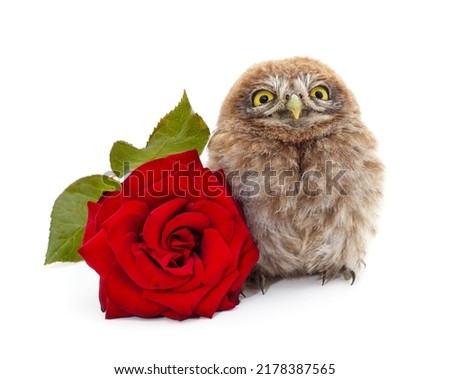 One small owl with a red rose isolated on a white background.