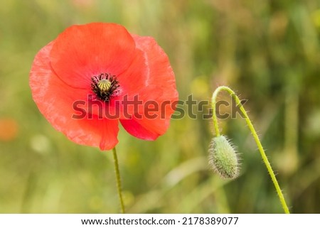 Close up of a poppy flower in full bloom next to a poppy bud in a field in Norfolk. Royalty-Free Stock Photo #2178389077