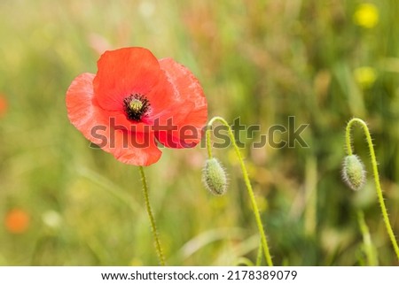 A poppy flower in full bloom pictured next to a pair of poppy buds waiting to flower in a Norfolk field.