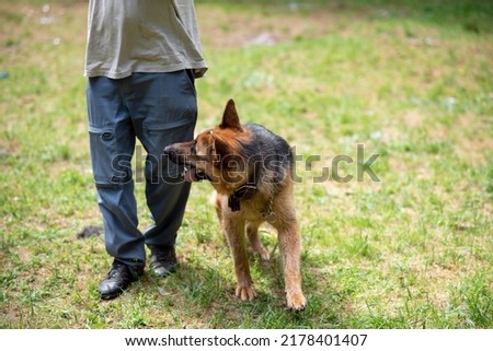 German Shepherd for a walk with the owner in the park. High quality photo
