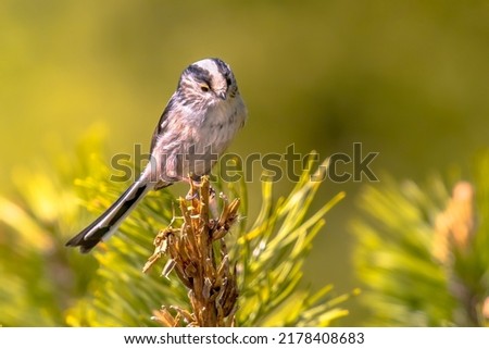Long-tailed tit (Aegithalos caudatus) looking at camera. The most adorable cute bird of the forest. Wildlife in nature scene. Netherlands Royalty-Free Stock Photo #2178408683