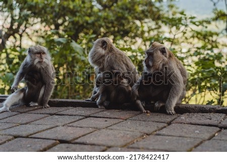 Monkeys along the roads of Bali, Indonesia. Tourism in Bali.