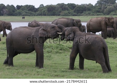 Elephants Of Sri Lanka in Kadulla National Park