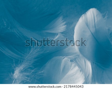 Beautiful abstract blue feathers on white background, white feather texture and blue background, feather wallpaper, blue texture banners, love theme, valentines day, gray gradient Royalty-Free Stock Photo #2178445043