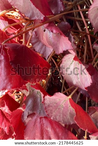 photo of red leaves. visible clustered and numerous leaves.