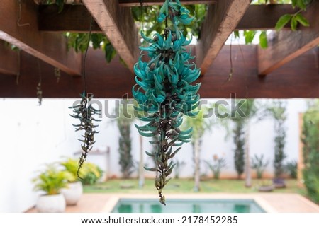 
Strongylodon macrobotrys, commonly known as jade vine: vine-type plant with beautiful bunches of flowers hanging from a wooden pergola in a leisure area and swimming pool. Royalty-Free Stock Photo #2178452285